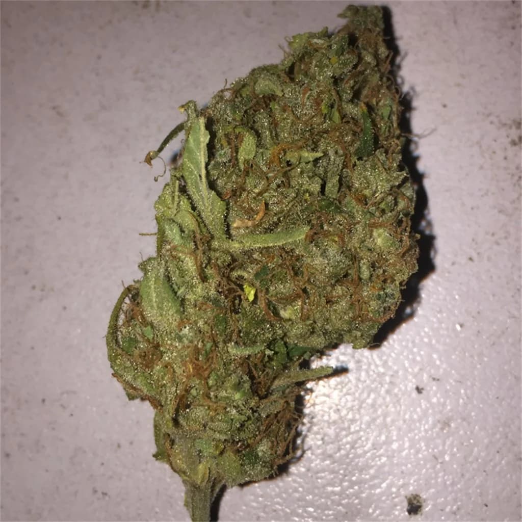 ak 47 — photo from Leafly community