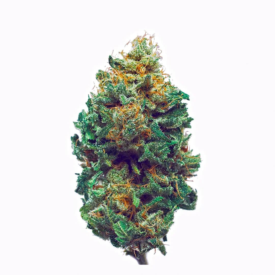 harlequin — photo from Leafly
